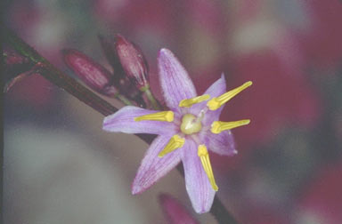 APII jpeg image of Dianella caerulea var. caerulea  © contact APII