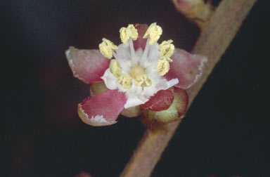 APII jpeg image of Cupaniopsis flagelliformis  © contact APII