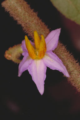 APII jpeg image of Solanum magnifolium  © contact APII