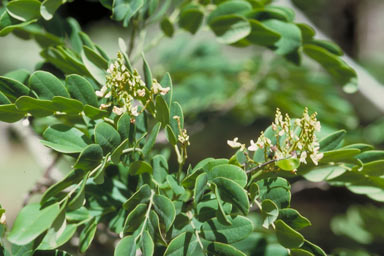 APII jpeg image of Dalbergia densa var. australis  © contact APII