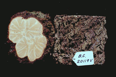 APII jpeg image of Gymnema longipedicellatum  © contact APII