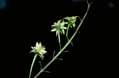 APII jpeg image of Tristellateia australasiae  © contact APII