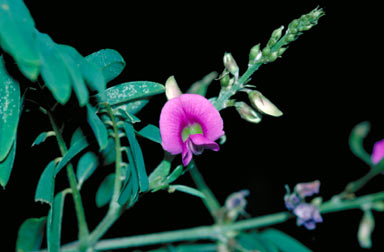 APII jpeg image of Tephrosia purpurea  © contact APII