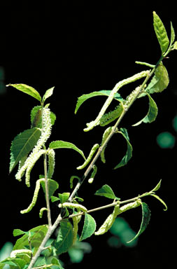 APII jpeg image of Streblus pendulinus  © contact APII
