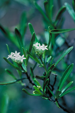 APII jpeg image of Psychotria daphnoides var. angustifolia  © contact APII