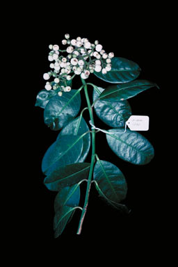 APII jpeg image of Psychotria coelospermum  © contact APII