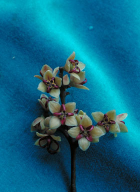 APII jpeg image of Zanthoxylum veneficum  © contact APII