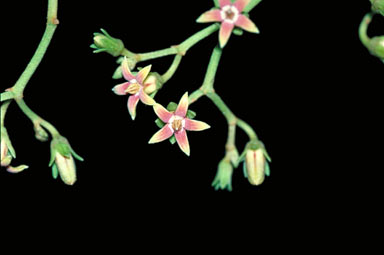 APII jpeg image of Parsonsia straminea  © contact APII