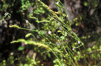APII jpeg image of Rostellularia adscendens  © contact APII