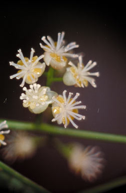 APII jpeg image of Parapachygone longifolia  © contact APII