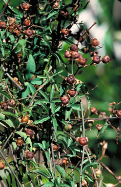 APII jpeg image of Merremia quinquefolia  © contact APII