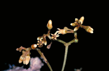 APII jpeg image of Parsonsia langiana  © contact APII