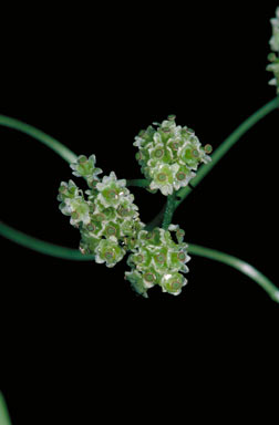 APII jpeg image of Stephania japonica var. japonica  © contact APII