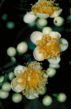 APII jpeg image of Lindsayomyrtus racemoides  © contact APII