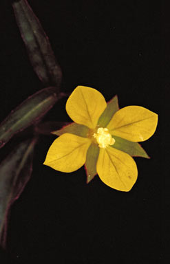 APII jpeg image of Ludwigia hyssopifolia  © contact APII