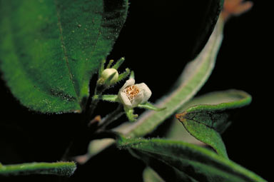APII jpeg image of Rhodamnia longisepala  © contact APII