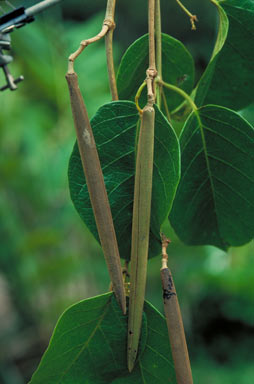 APII jpeg image of Parsonsia wongabelensis  © contact APII
