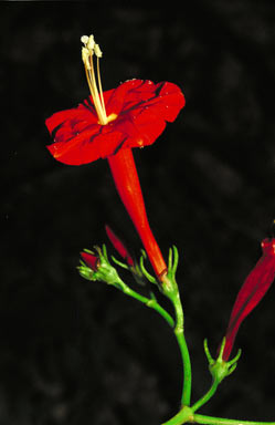 APII jpeg image of Ipomoea hederifolia  © contact APII