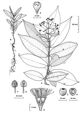 APII jpeg image of Syzygium alatoramulum  © contact APII