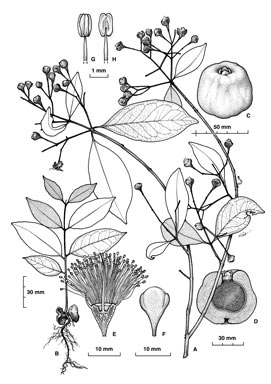APII jpeg image of Syzygium sharoniae  © contact APII