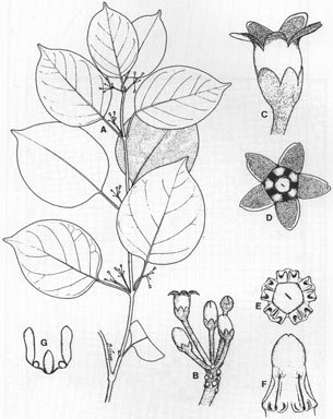 APII jpeg image of Gymnema longipedicellatum  © contact APII