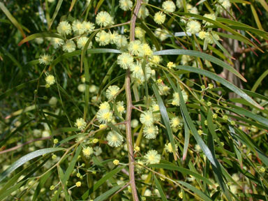 APII jpeg image of Acacia cognata  © contact APII
