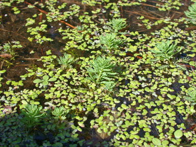 APII jpeg image of Myriophyllum aquaticum  © contact APII