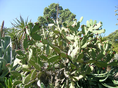 APII jpeg image of Opuntia elatior  © contact APII