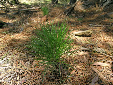 APII jpeg image of Pinus radiata  © contact APII