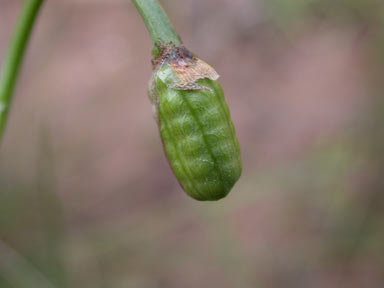 APII jpeg image of Romulea rosea  © contact APII