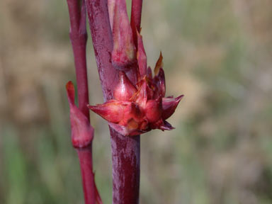 APII jpeg image of Watsonia meriana var. bulbillifera  © contact APII