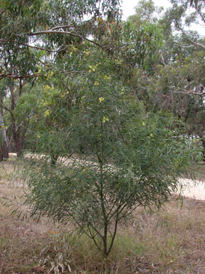 APII jpeg image of Acacia retinodes  © contact APII