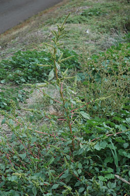 APII jpeg image of Amaranthus powellii  © contact APII