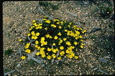 APII jpeg image of Hibbertia hortiorum  © contact APII