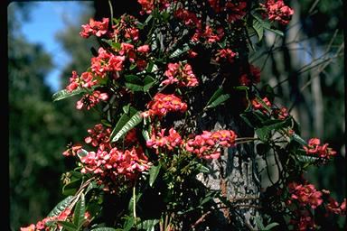 APII jpeg image of Kennedia conninea  © contact APII