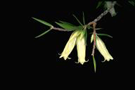 Photo of Epacris calvertiniana - click for more