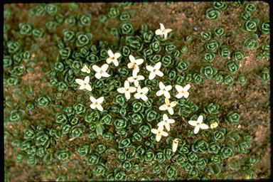 APII jpeg image of Pimelea pygmaea  © contact APII
