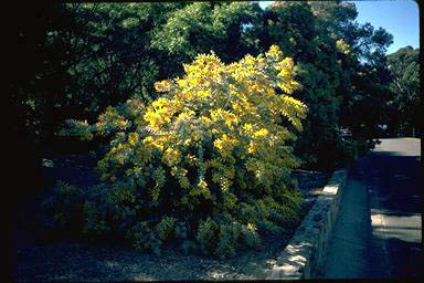 APII jpeg image of Acacia baileyana 'Purpurea'  © contact APII