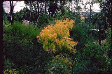 APII jpeg image of Eucalyptus scoparia 'Golden Crown'  © contact APII