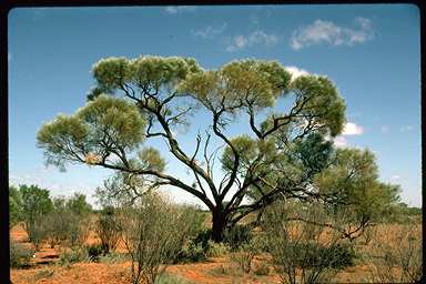 APII jpeg image of Acacia loderi  © contact APII