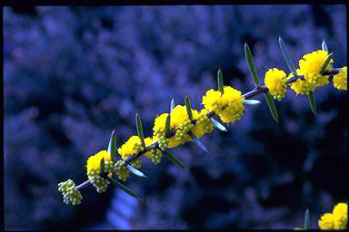 APII jpeg image of Acacia rhigiophylla  © contact APII