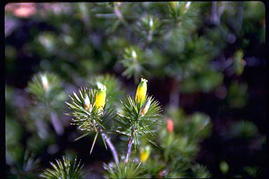 APII jpeg image of Stenanthera pinifolia  © contact APII