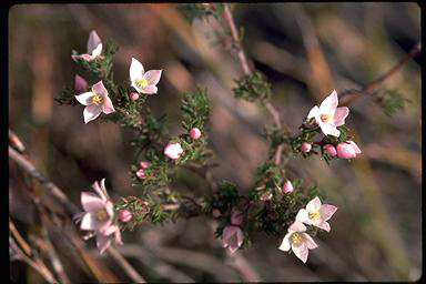 APII jpeg image of Boronia pilosa subsp. pilosa  © contact APII