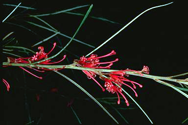 APII jpeg image of Grevillea dimorpha  © contact APII