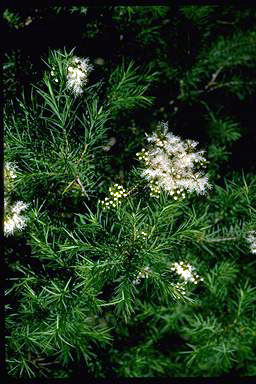 APII jpeg image of Melaleuca alternifolia  © contact APII