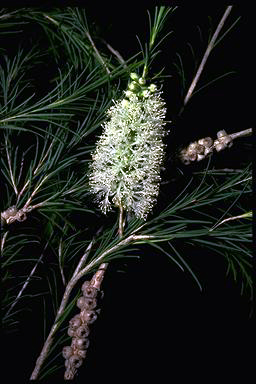 APII jpeg image of Melaleuca armillaris subsp. armillaris  © contact APII