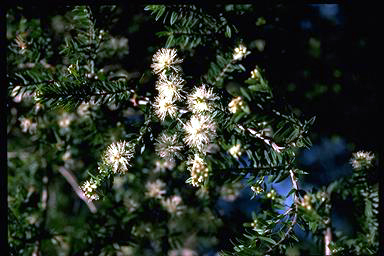 APII jpeg image of Melaleuca biconvexa  © contact APII