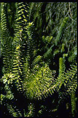 APII jpeg image of Melaleuca diosmifolia  © contact APII