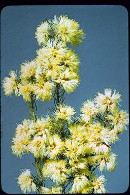 APII jpeg image of Melaleuca urceolaris  © contact APII