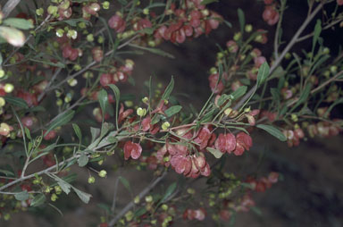 APII jpeg image of Dodonaea viscosa subsp. spatulata  © contact APII